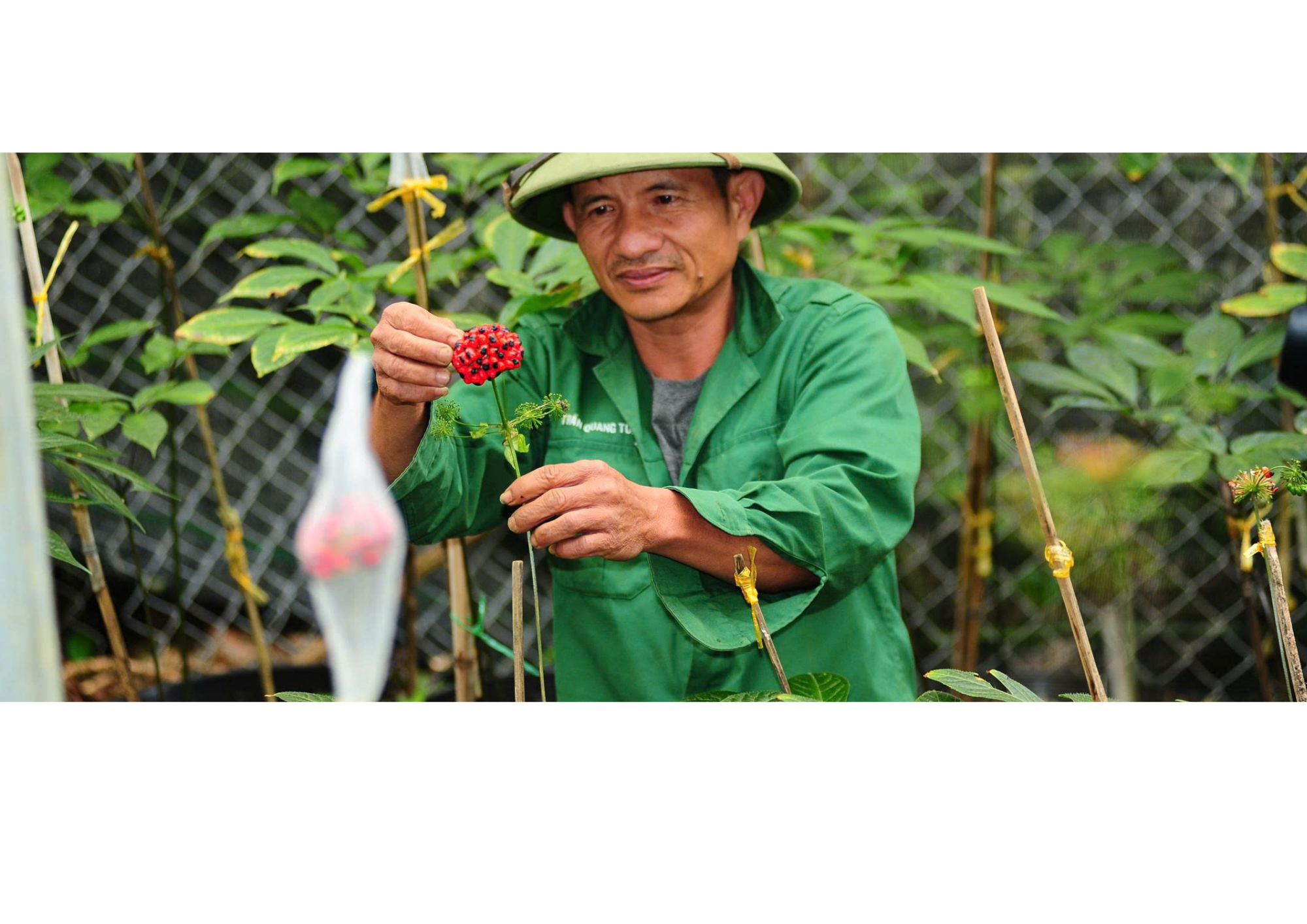 Khoa học kiểm chứng Sâm Ngọc Linh