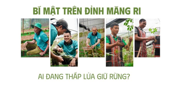 Sâm Ngọc Linh