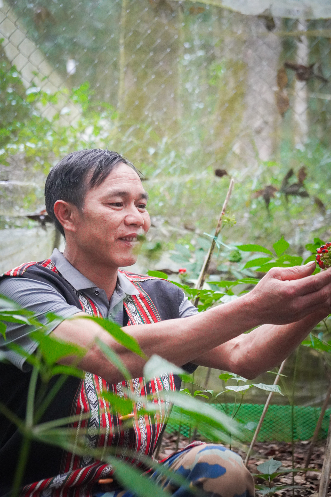 Sâm Ngọc Linh