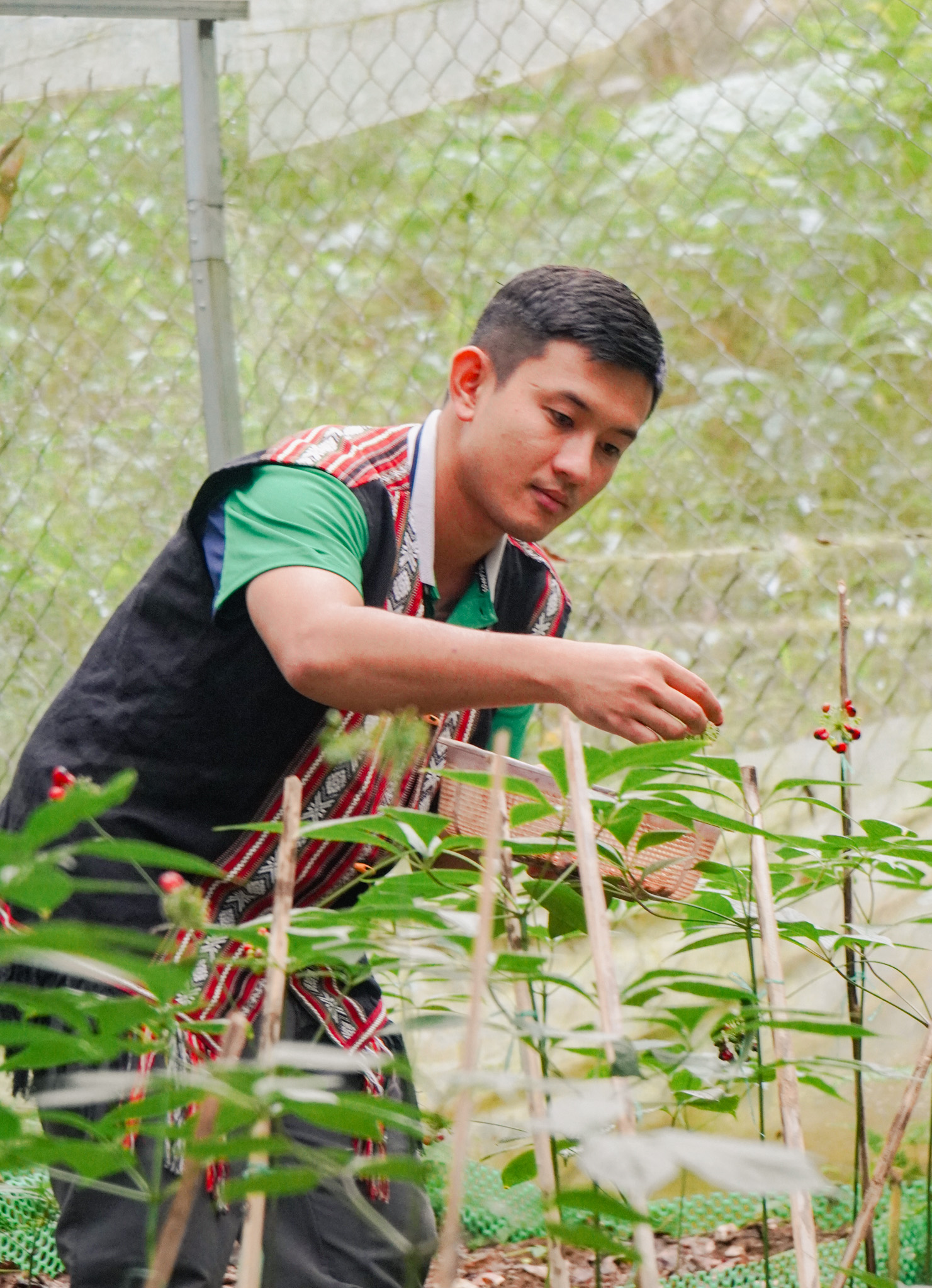 Sâm Ngọc Linh 