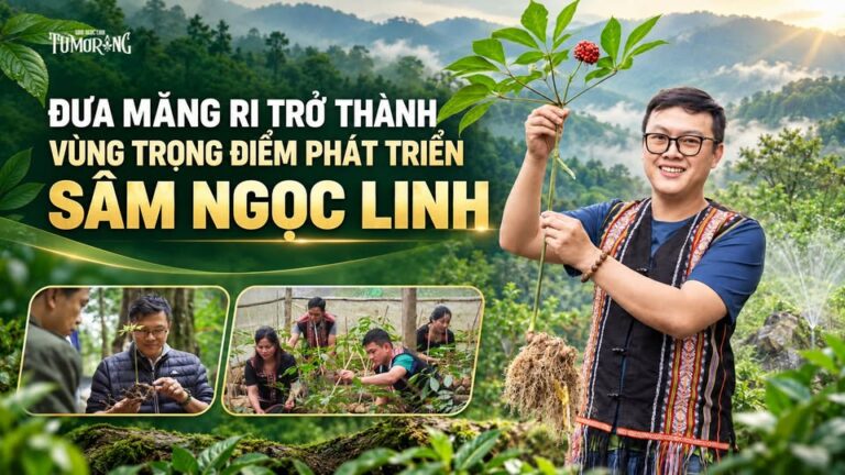 Sâm Ngọc Linh