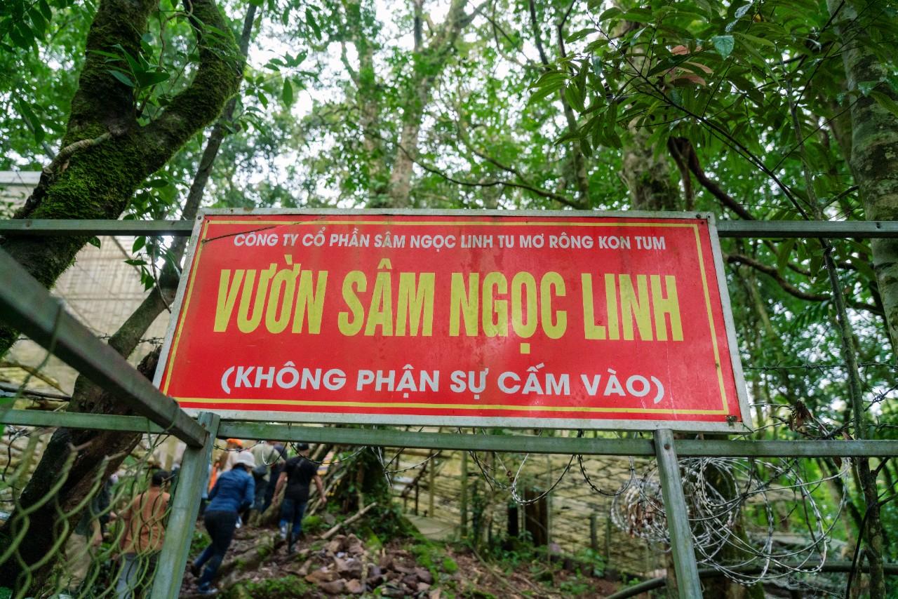 Sâm Ngọc Linh 